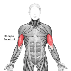 Apalpação do Músculo Bíceps Braquial