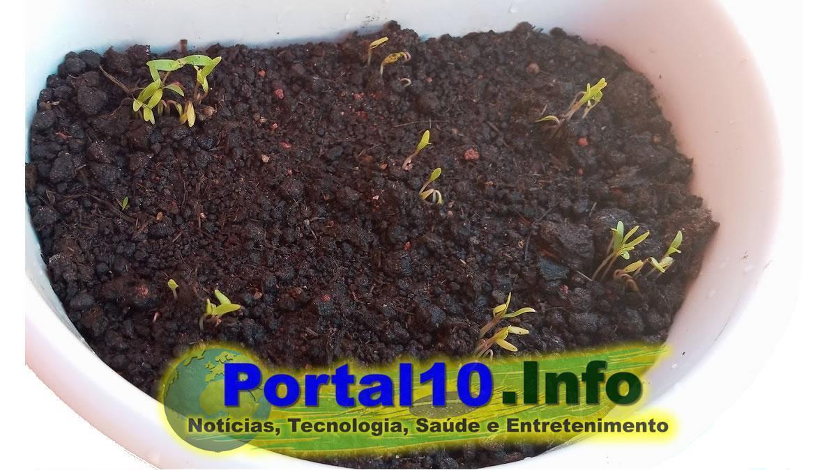 Pimenteira: Como plantar e colher lindas pimentas em casa